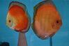 georgeus red pair