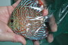 red turquis tiger 9-11cm